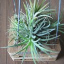 이오난사 루브라 클럼프(air plant) 이미지