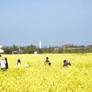 포항 호미곶 유채꽃 해맞이광장 4월중순까지 볼 수 있음 이미지