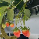 승철농장 이미지