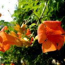 ♣능소화(凌霄花,Chinese trumpet creeper, Chinese trumpet vine)♣ 이미지