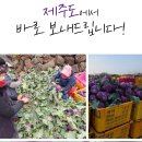 아삭아삭 맛있는 제주 콜라비, 3k , 5k 판매합니다. 이미지