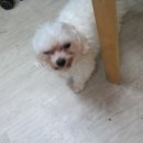 꽃다비펫 이미지