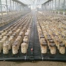 목이버섯재배농장사진(현재)과 수확기(타농장)사진입니다 이미지