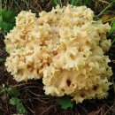 꽃송이가 이미지