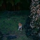 노고록이 이미지