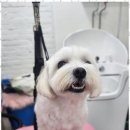 오늘도예쁘개 네이버블로그