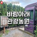 해바라기어린이공원 | 태안 안면도 미로공원 체험후기 바람아래관광농원 연꽃전망대 애견동반카페 추천 주차정보