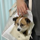 어떤쉼 | 내돈내산 강아지 이동가방 쉼쉼 애견 캐리어 XL 2년 사용 후기