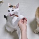 위너동물병원 | 강아지 수제간식 중형견대형견 뼈간식