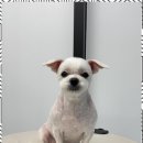 오쿠숑 | 동해애견미용 오쿠숑에서 믿고 맡기는 애견미용체험