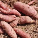 샤인민박 이미지