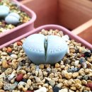 아미코