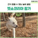 2025 펫쇼코리아 3월 참가 브랜드 간식 놀이 꿀팁