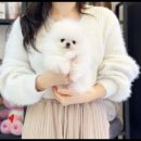 대명동 강아지 이미지