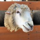 세양목장 이미지