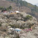 양산 원동매화축제 이미지