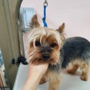 뷰티풀독 이미지