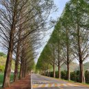 부귀 메타세쿼이아길 이미지