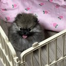 펫캐슬강아지고양이애견샵