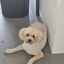 도그 애견미용실 이미지