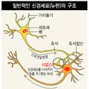 딥