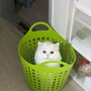 이쁘냥 고양이미용실 서대문점 이미지