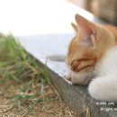 카페오수 이미지