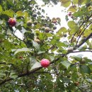 산딸나무열매- 말오줌때열매- 꾸지뽕열매 비교 이미지
