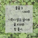 풀꽃3 이미지