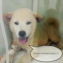 하루멍멍 이미지