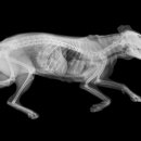 이스턴동물병원 이미지