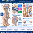 두개천골요법과 트라우마｜부드러운 접촉을 통한 회복 접근 이미지