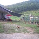 중열농장 Daum카페