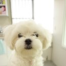 방울이네 펫살롱 이미지