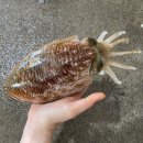 이모네전골 | 부평 청천동 갑오징어 맛집, 이모네 조개해물전골 솔직 후기 (내돈내산)