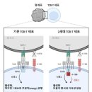 KAIST, 말기 고형암 표적 2세대 면역치료제 개발 이미지