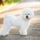 프리제(frise) 이미지