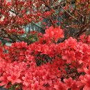 우리집 영산홍(연산홍) 꽃말 이미지