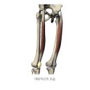 시온태권도 | [독립문PT/종로구피티] 대퇴직근의 중요성과 활성화 하기 위한 여러가지 운동 🏃‍♂️🔥📝