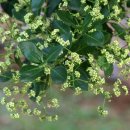 꽃과나무(Flower tree) 이미지