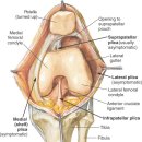 [정형외과] 활막 추벽 증후군 (synovial plica syndrome) 이미지