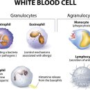 백혈구 속 면역세포 호중구ㆍNK세포, 다른 점 같은 점 이미지