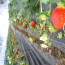 일원농장 이미지