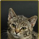 라비동물병원 이미지