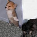 행복한 강아지 이미지