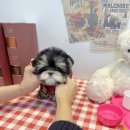 앨리스코리아켄넬 이미지