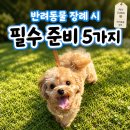 합동플라스틱 | 반려동물 장례 시 필수 준비 5가지 (+직접 겪고 정리)