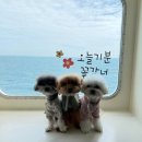 세븐일레븐 군산터미널2호점 | 퀸제누비아2호 펫스위트룸 애견동반, 차량선적 후 제주도 다녀오기