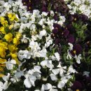 서천운동장 이미지