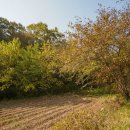 의령 죽전리 고분군 이미지